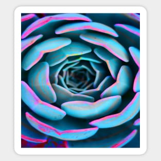 Colorful Succulent Desert Rose Sticker